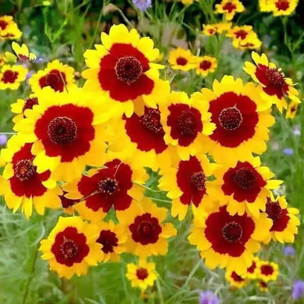 Sanvitalia Procumbens 'Yellow' Creeping Sunflower Seeds