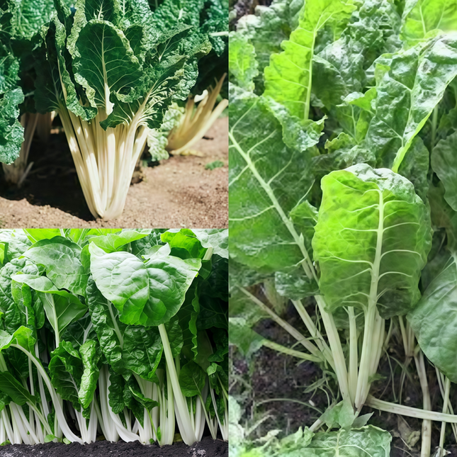 Beta vulgaris subsp. vulgaris 'Green Leaf White Vein' Chard Seeds