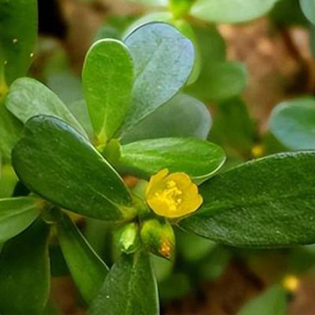 Portulaca Oleracea 'Yellow' Sun-Loving Seeds