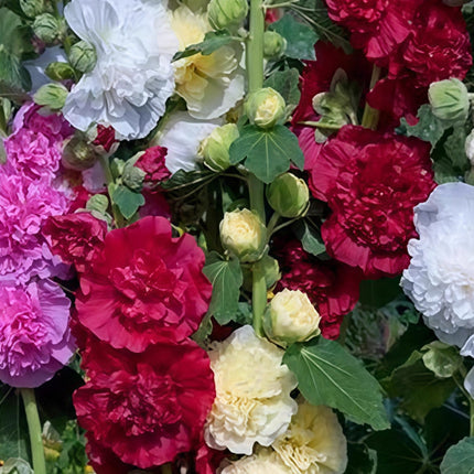 Alcea Rosea 'Mix' Hollyhock Bloom Seeds