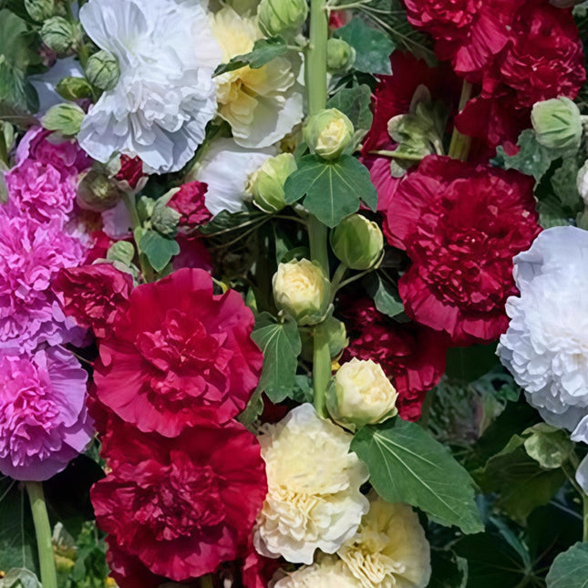 Alcea Rosea 'Mix' Hollyhock Bloom Seeds