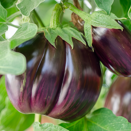 Solanum melongena 'Purple Flat' Asian Eggplant Seeds