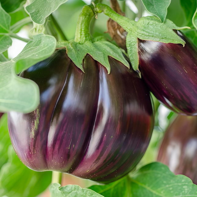 Solanum melongena 'Purple Flat' Asian Eggplant Seeds
