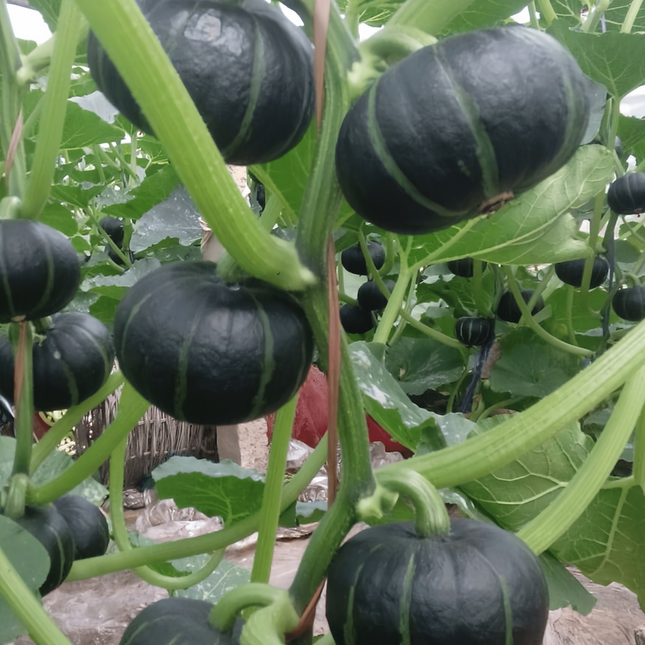 Cucurbita moschata 'Golden-Boy' Yellow Winter Squash Seeds