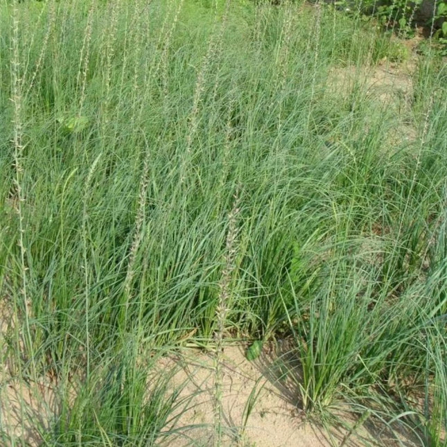Anemarrhena asphodeloides 'Zhimu' Medicinal Root Seeds
