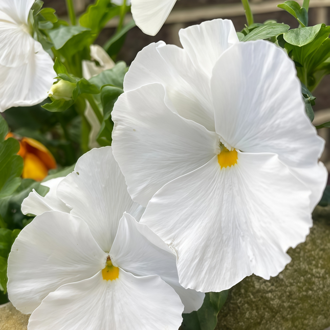 Viola Cornuta 'Pure White' Snow Pansy Seeds
