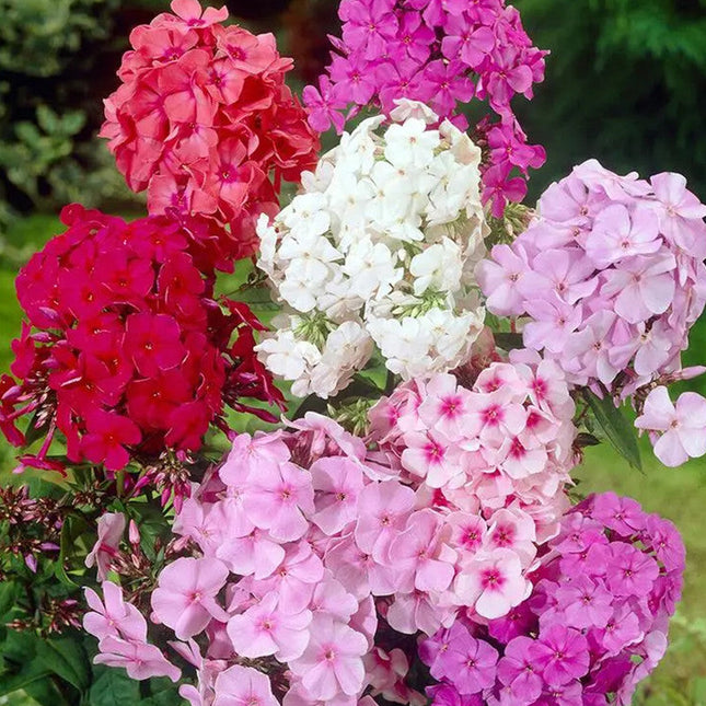 Phlox Drummondii 'Mix' Premium Garden Seeds