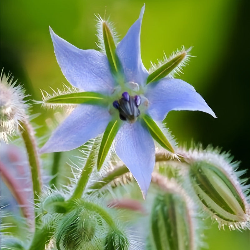Borago Officinalis 'Blue' Herbal Garden Seeds