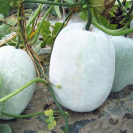 Benincasa hispida 'Off-White' Ash Gourd Seeds