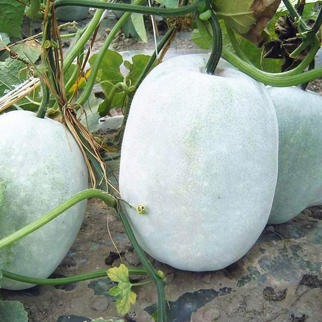 Benincasa hispida 'Off-White' Ash Gourd Seeds