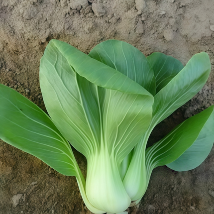 Brassica campestris 'Field Mustard' Forage & Cover Crop Seeds