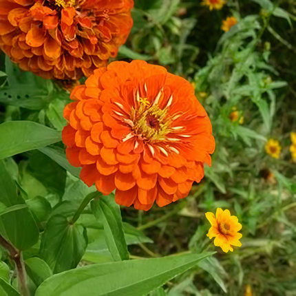 Zinnia Elegans 'Tangerine' Orange Zinnia Seeds