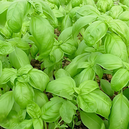 Ocimum basilicum 'Sweet Basil' Culinary Herb Seeds