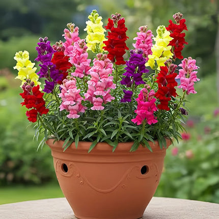 Antirrhinum Majus 'Mix' Multicolor Snapdragon Seeds