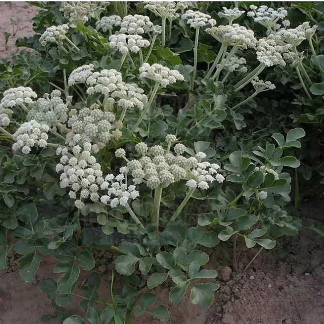 Glehnia littoralis ‘Beach Silvertop’ Coastal Botanical Seeds