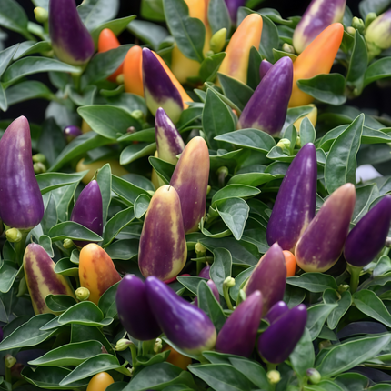 Capsicum annuum var. annuum 'Amethyst' Purple Pepper Seeds