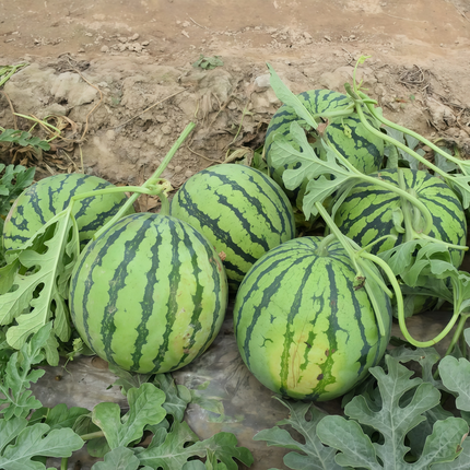 Citrullus lanatus 'Flower Skin' Patterned Watermelon Seeds