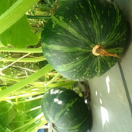 Cucurbita moschata 'Green and White' Speckled Squash Seeds