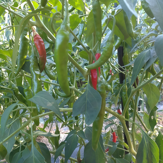 Capsicum annuum var. conoides 'Red' Cayenne-Type Pepper Seeds