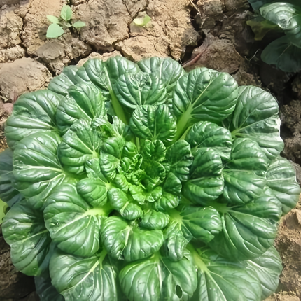 Brassica rapa var. narinosa 'Wuta-Tsai' Chinese Flat Cabbage Seeds