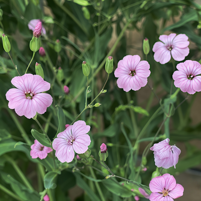 Vaccaria segetalis ‘Cowherb’ Wildflower & Filler Seed Seeds