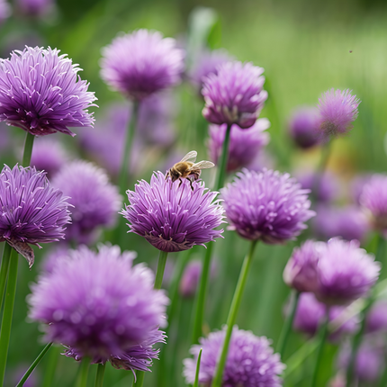 Allium Schoenoprasum 'Purple' Chives Seeds