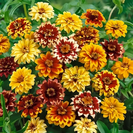 Zinnia Elegans 'Mix' Colorful Zinnia Seeds