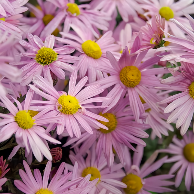 Chrysanthemum Indicum 'Pink' Ornamental Seeds