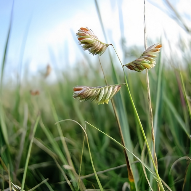 Bouteloua dactyloides 'Buffalograss' Native Turf Seed