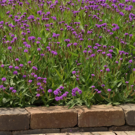 Verbena Officinalis 'Purplish Red' Medicinal Seeds