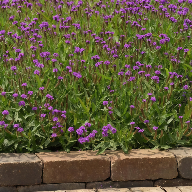 Verbena Officinalis 'Purplish Red' Medicinal Seeds