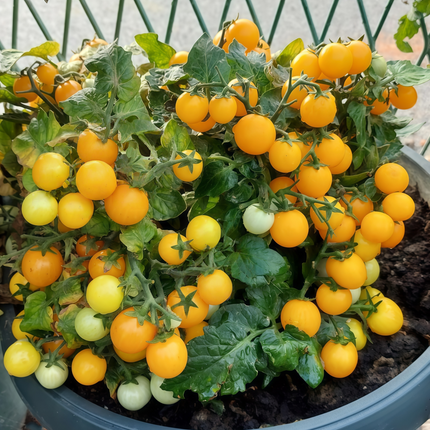 Solanum lycopersicum 'Yellow' Tomato Seeds