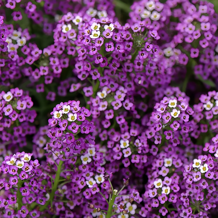 Lobularia Maritima 'Purplish Red' Sweet Alyssum Seeds