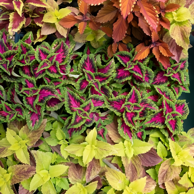 Coleus Scutellarioides 'Rainbow' Mixed Seeds