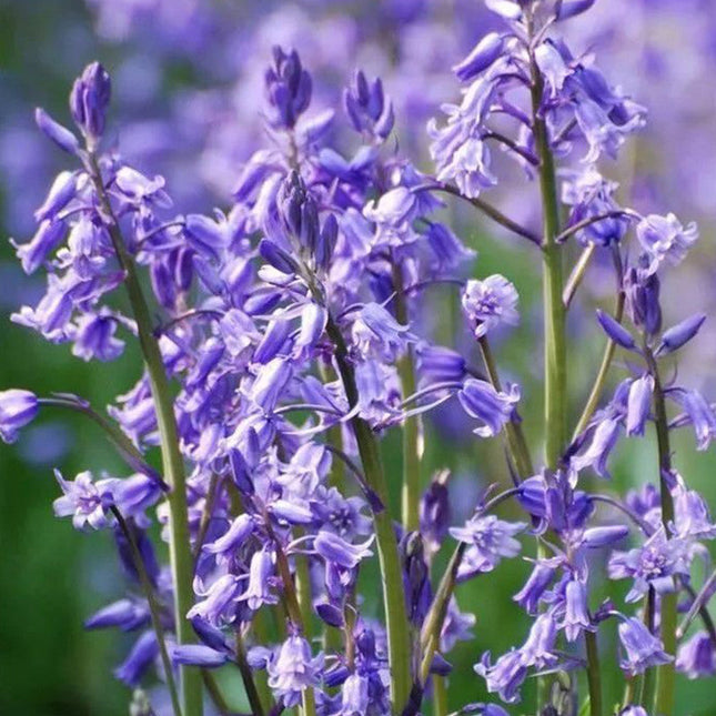 Salvia Farinacea 'Blue' Sage Bloom Seeds
