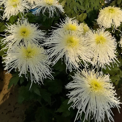 Golden Bloom Aster Seeds— Callistephus Chinensis