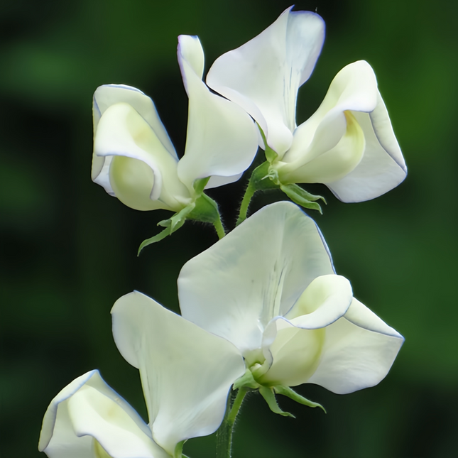 Lathyrus Odoratus 'White' Pure Fragrance Seeds