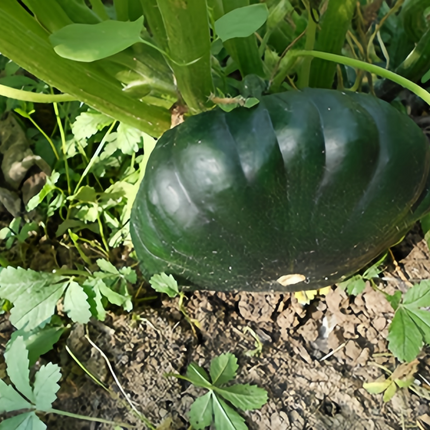 Cucurbita moschata 'Third-Place Green' Green Winter Squash Seeds
