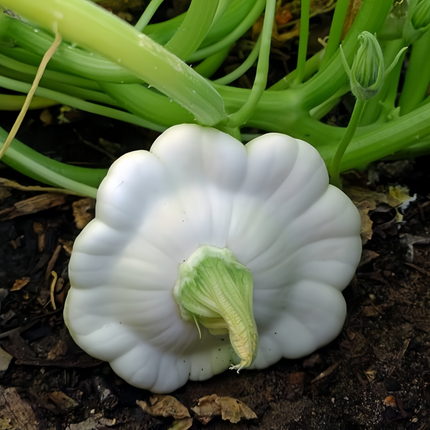 Cucurbita moschata 'Runner-Up White' Pale Winter Squash Seeds