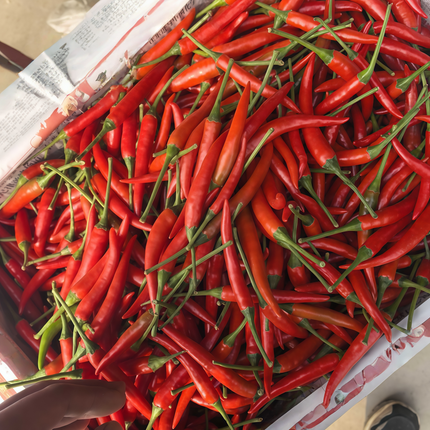 Capsicum annuum var. conoides 'American Red Horn' Hot Pepper Seeds