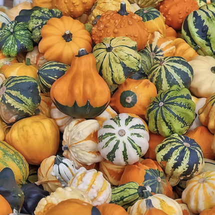 Cucurbita moschata 'Mix' Winter Squash Blend Seeds