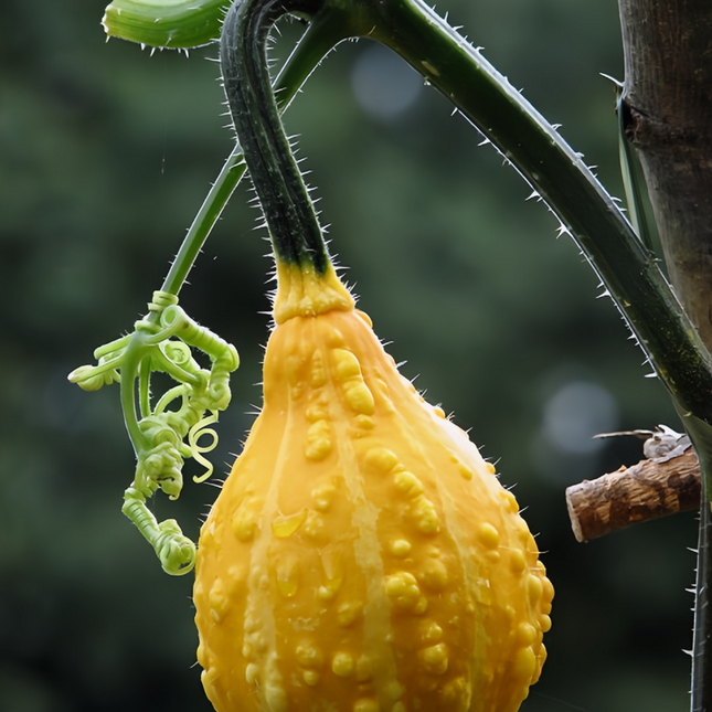 Cucurbita moschata 'Youth Beans Mix' Bush-Type Squash Seeds