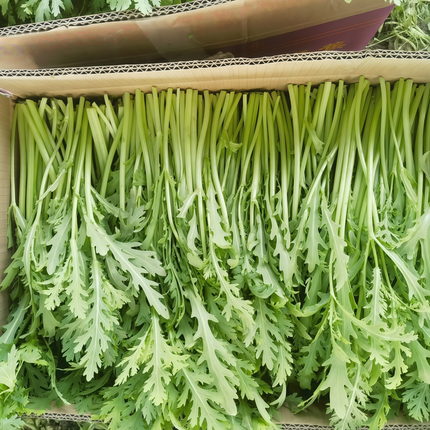 Citrullus lanatus 'Green' Watermelon Variety Seeds