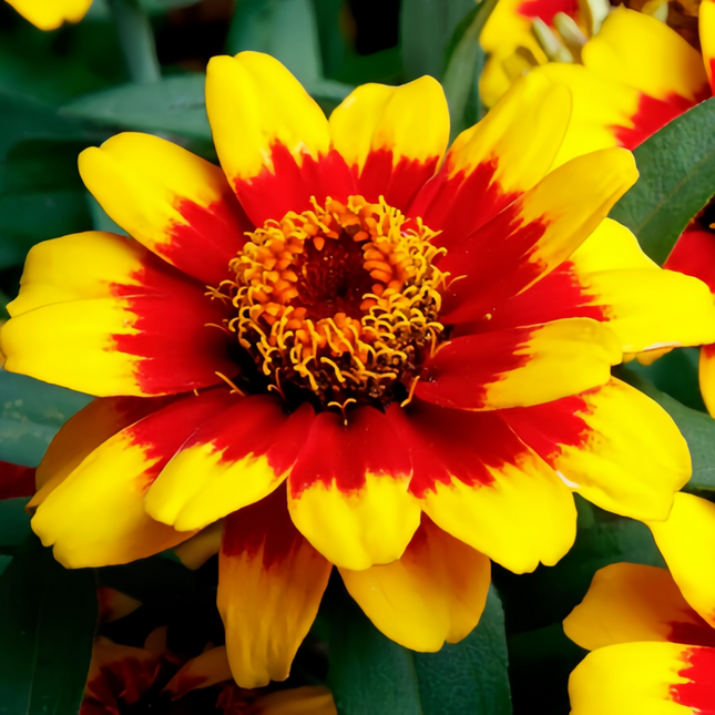 Zinnia Elegans 'Red Yellow Gradient' Bicolor Seeds
