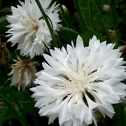 Pure White Cornflower Seeds - Centaurea Cyanus