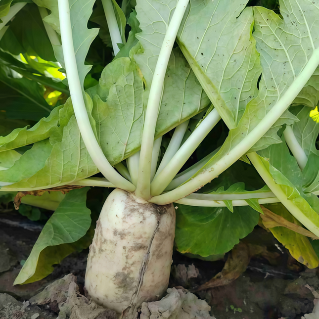 Raphanus sativus 'White' Round Radish Seeds