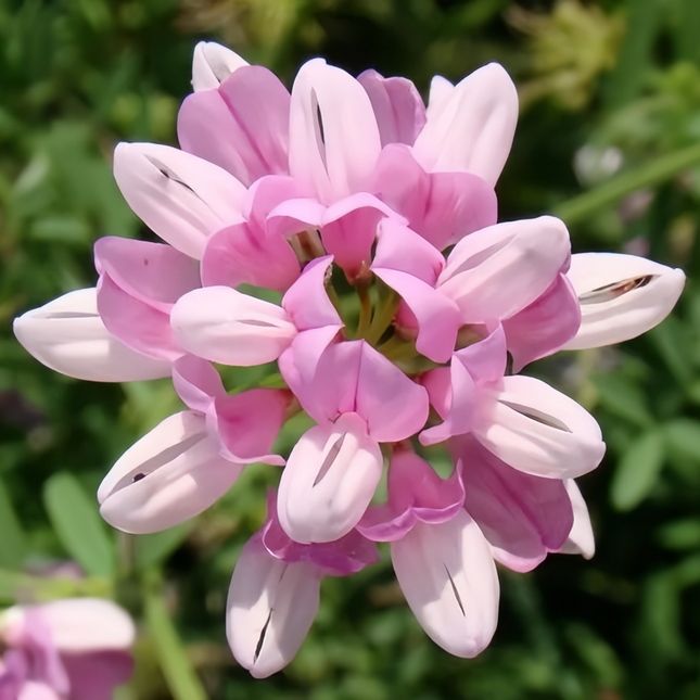 Securigera varia 'Crown Vetch' Erosion Control Seeds