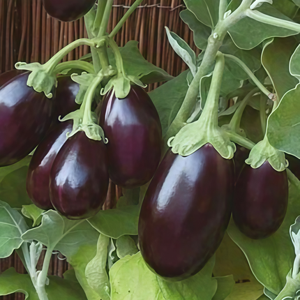 Solanum melongena 'Purple Fat' Oval Eggplant Seeds
