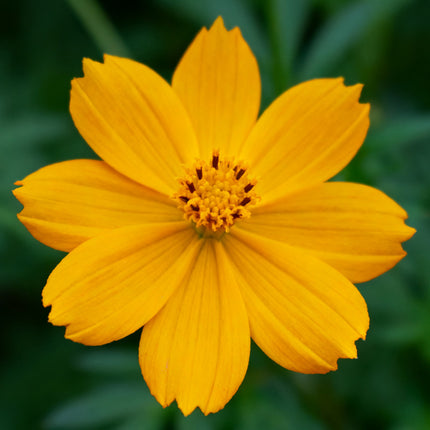 Bidens Ferulifolia 'Yellow' Golden Bloom Seeds