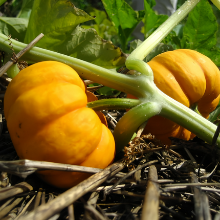 Cucurbita moschata 'Golden Orange' Orange Winter Squash Seeds
